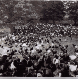 A swarm of turkeys from the 1800s.